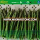 IQF Frozen Whole Green Asparagus Spears