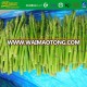 Freezing process Nutritive frozen IQF green asparagus