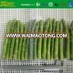 L15cm DIA10-16MM whole frozen green asparagus spears