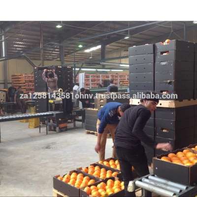 fresh fruits Wholesale Best Price Fresh Citrus Fruit Navel Orange