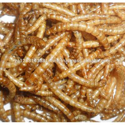 Hot selling dried mealworm/Freeze dried mealworm /live mealworm